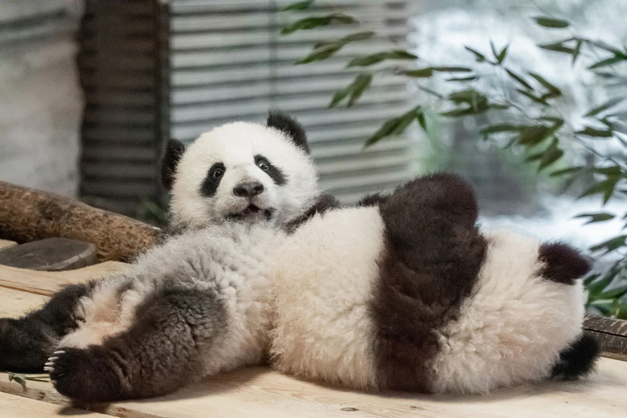 Two baby pandas playing together on a wooden platform