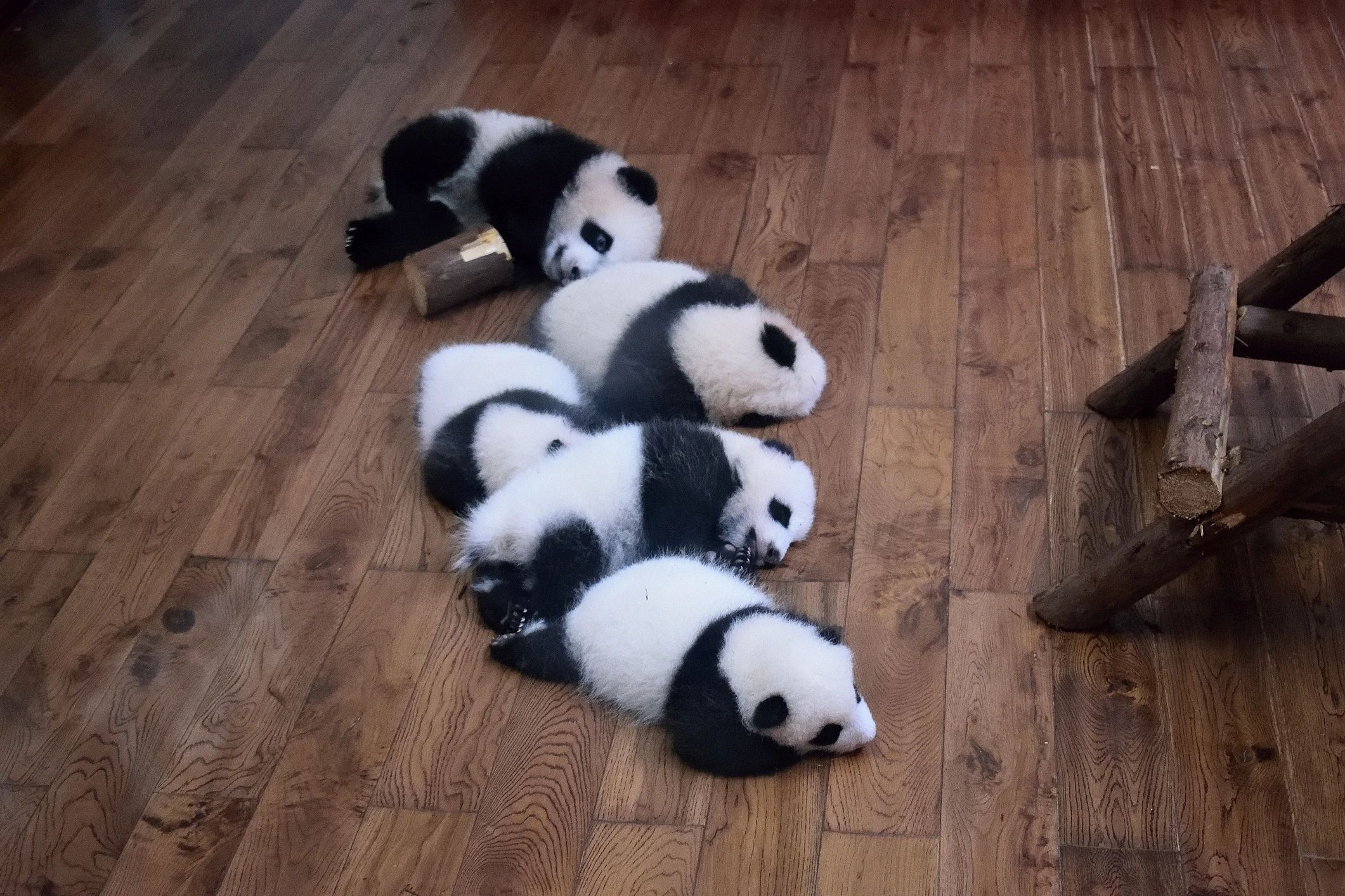 Baby giant pandas gathered together at a panda center