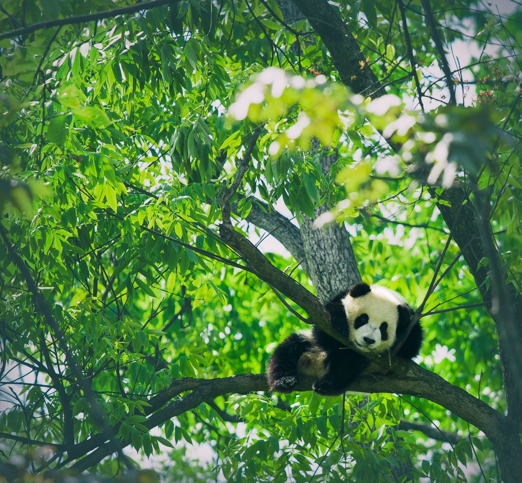 Baby panda resting on a tree branch